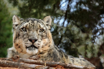 Snow Leopard (Panthera uncia) portrait