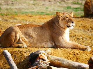 Naklejka premium Lionne