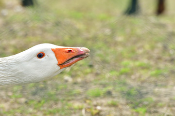 close up portrait of gander head with orange beak
