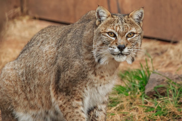Fototapeta na wymiar Bobcat (Lynx rufus)