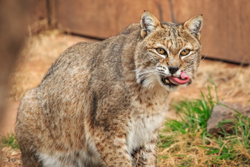 Naklejka na ściany i meble Bobcat (Lynx rufus) portrait