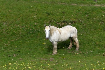 Obraz premium Cheval 