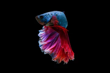 Gordijnen The moving moment beautiful of siam betta fish in thailand on black background.  © Soonthorn