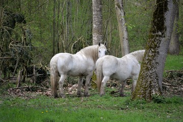 Obraz premium Cheval 