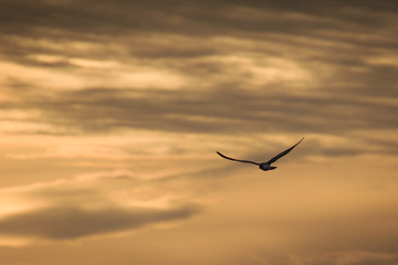 Flying Gull Silhouette