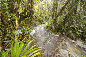 Floodwater pouring through the rainforest. A stream has burst its banks and water is running over...