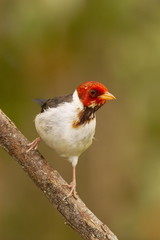 Yellow-billed Cardinal (Paroaria capitata)