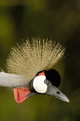 Crowned Crane (Balearica pavonina)
