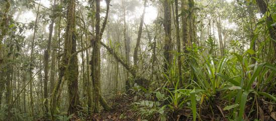 Interior of misty montane rainforest. High on a Tepuy (flat topped sandstone mountain), home to many endemic species, above Rio Nangaritza Valley in the Cordillera del Condor, Ecuador