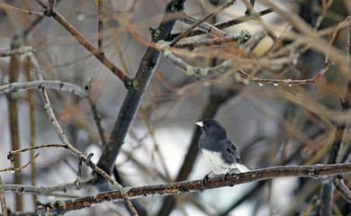 junco ardoisé