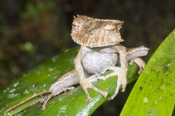 Unidentified terrestrial orchid flowering in mossy montane rainforest. At 1500m elevation on a Tepuy (flat topped sandstone mountain), above Rio Nangaritza Valley in the Cordillera del Condor, Ecuador