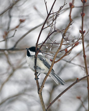 m&eacute;sange &agrave; t&ecirc;te noire