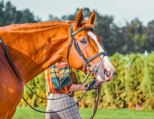Portrait of a thoroughbred sorrel horse, blur green trees background. Beautiful chestnut dressage...