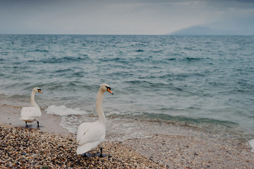 Naklejka na ściany i meble Grace and pure love concept. Two white couple of swans stand on coastline near blue calm sea, spend summer on shore, admire sun set and wonderful seascape