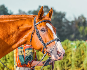 Fototapeta premium Portrait of a thoroughbred sorrel horse, blur green trees background. Beautiful chestnut dressage horse closeup, equestrian sport. Side view head shot of a bay stallion.