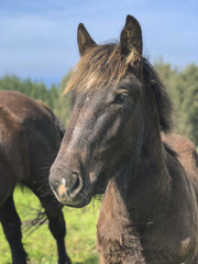 Obraz premium Horses