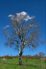albero con chioma bianca