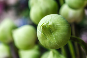 Green Lotus flower buds at Wat Intharawihan Temple, Bangkok, Thailand
