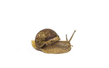 single garden snail isolated on white background