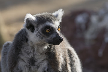 Lemur de cola anillada