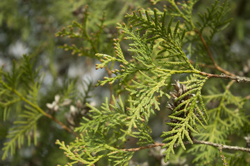 juniper branch close-up