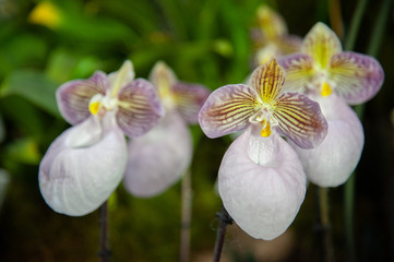Orchidea