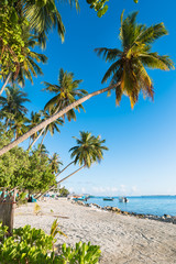 南の島のヤシの木