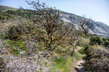 Fototapeta na wymiar trees on the trail in the mountains