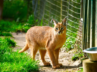 Caracal