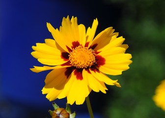 Blume im Garten