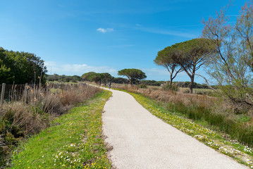 Fototapeta na wymiar cycling path in the maremma natural park, Alberese, Tuscany, Italy