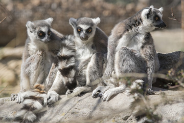 Grupo de lemures de cola anillada