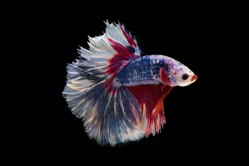 Gordijnen The moving moment beautiful of siam betta fish in thailand on black background.  © Soonthorn
