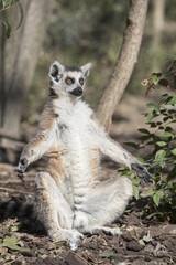 Fototapeta premium lemur de cola anillada