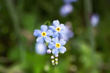 .Flowers Myosotis alpestris in the mountains of the Black Forest. Germany. Focus concept.