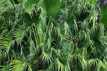 green leaves of palm tree background