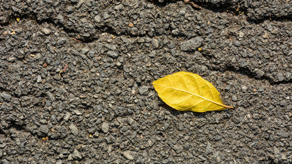 yellow leaves on the asphalt road