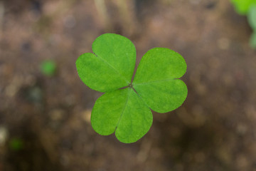 high angle view of a Clover Leaf