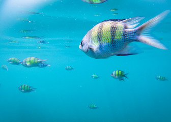 Sergeant fish swimming in the blue thai sea near Ko Ngai, Ko Lanta, Thailand