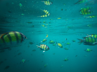 Obraz na płótnie Canvas Sergeant fish in the blue thai sea near Ko Ngai, Ko Lanta, Thailand
