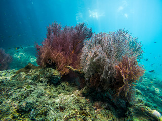 Corals in Ko Muk, Ko Lanta, Thailand