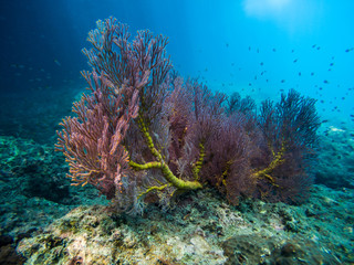 Fototapeta na wymiar Corals in Ko Muk, Ko Lanta, Thailand