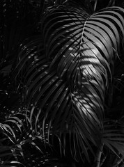 palm leaf in the forest - monochrome