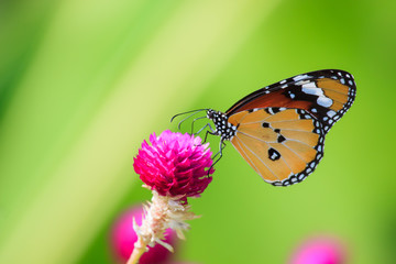 Butterflies and colorful flowers.