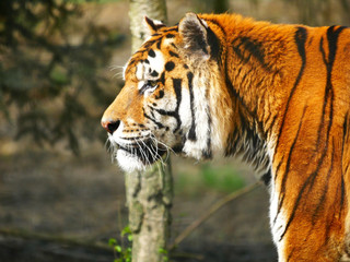 Tigre