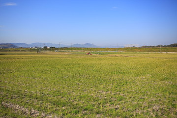 Fototapeta na wymiar kameoka she field in japan countryside
