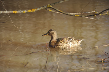 Duck decoy in the spring on the lake close-up