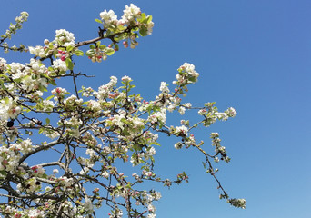 cerisier rose en fleurs sur tige 