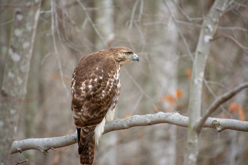 Red Tailed Hawk in Virginia forest wilderness
