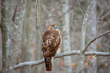 Red Tailed Hawk in Virginia forest wilderness